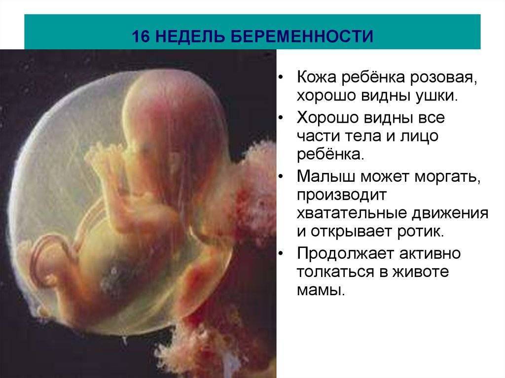 Беременность на сроке 16 недель: что происходит