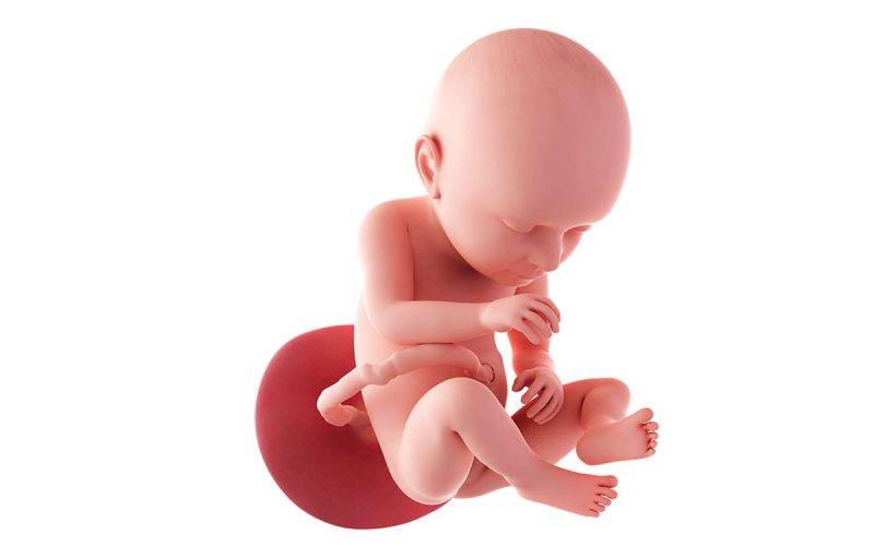 37 неделя беременности - календарь беременности. вес ребенка, роды