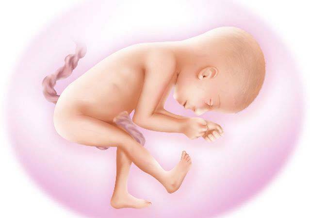 25 неделя беременности: что происходит с малышом и мамой, развитие плода, вес и рост — медицинский женский центр в москве