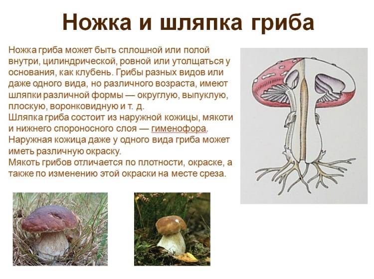 Кому нельзя есть грибы и какие? можно ли грибы беременным, детям и людям с диабетом