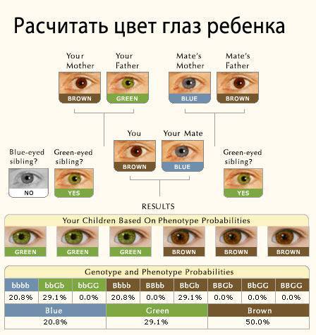 Наследование цвета глаз у человека