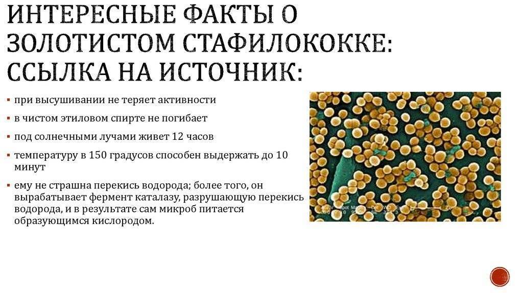 Посев на золотистый стафилококк (s. aureus) с определением чувствительности к антибиотикам, количественно