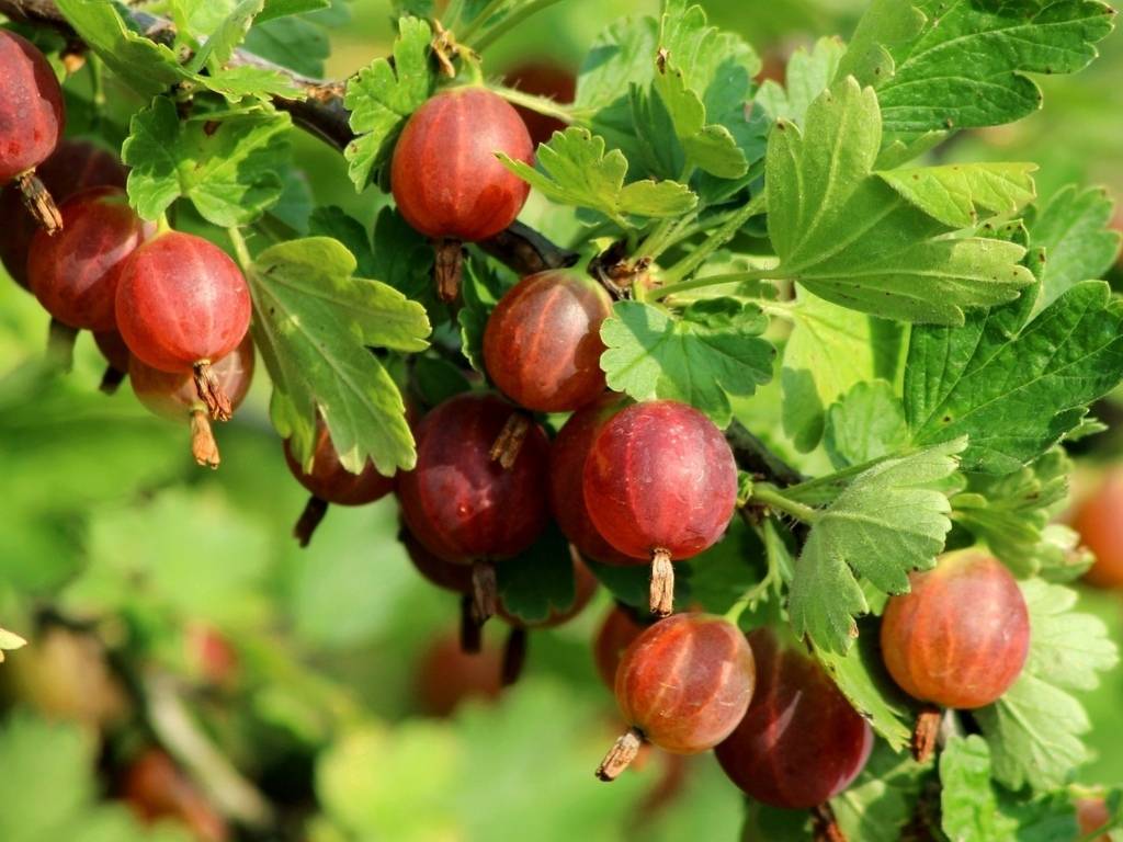 Крыжовник - это железо в виде ягоды: польза и вред для организма
