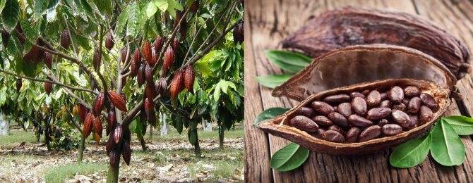 Стоит ли пить натуральное какао при беременности на разных его сроках или нет: чем это опасно и как выбирать качественный продукт