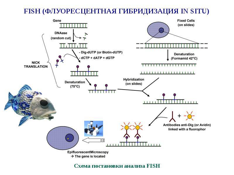 От кого передается интеллект ребенку генетически схема