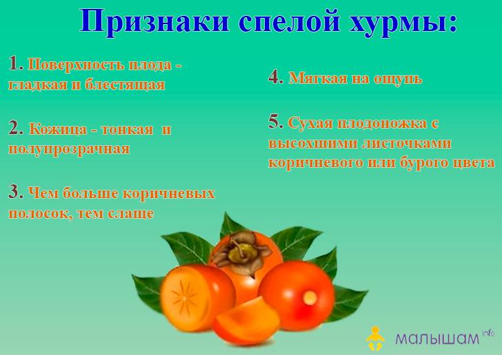 Хурма при беременности — польза, противопоказания и риски употребления